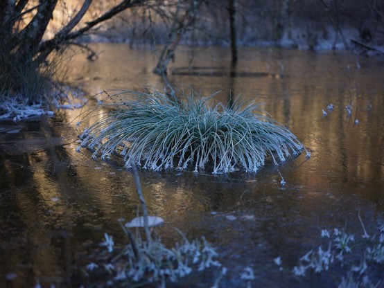 frozen tussock, Suxy, Belgium 2025