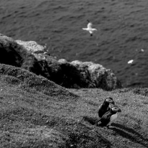 puffin society, Shetland islands, 2026